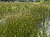 Juncus acutiflorus 14, Veldrus, Saxifraga-Willem van Kruijsbergen