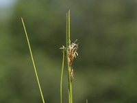 Juncus acutiflorus 16, Veldrus, Saxifraga-Willem van Kruijsbergen