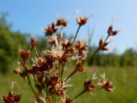 Juncus acutiflorus 69, Veldrus, Saxifraga-Ed Stikvoort