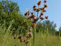 Juncus acutiflorus 70, Veldrus, Saxifraga-Ed Stikvoort