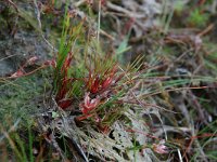 Juncus bulbosus 1, Knolrus, Saxifraga-Willem van Kruijsbergen