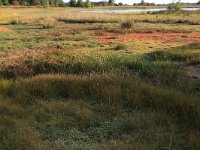 Juncus bulbosus 11, Knolrus, Saxifraga-Hans Boll