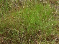 Juncus bulbosus 16, Knolrus, Saxifraga-Hans Boll