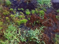 Juncus bulbosus 18, Knolrus, Saxifraga-Hans Boll