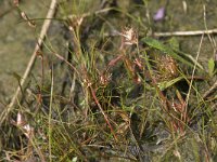 Juncus bulbosus 19, Knolrus, Saxifraga-Willem van Kruijsbergen