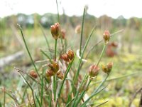 Juncus bulbosus 2, Knolrus, Saxifraga-Rutger Barendse