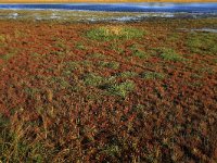 Juncus bulbosus 20, Knolrus, Saxifraga-Hans Boll