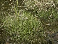 Juncus bulbosus 25, Knolrus, Saxifraga-Willem van Kruijsbergen