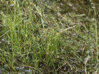 Juncus bulbosus 26, Knolrus, Saxifraga-Willem van Kruijsbergen