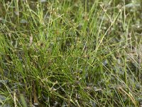 Juncus bulbosus 27, Knolrus, Saxifraga-Willem van Kruijsbergen