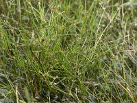 Juncus bulbosus 28, Knolrus, Saxifraga-Willem van Kruijsbergen