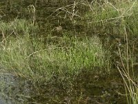 Juncus bulbosus 29, Knolrus, Saxifraga-Willem van Kruijsbergen