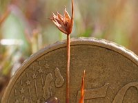 Juncus bulbosus 3, Knolrus, Saxifraga-Jeroen Willemsen