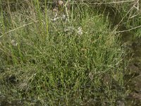 Juncus bulbosus 30, Knolrus, Saxifraga-Willem van Kruijsbergen