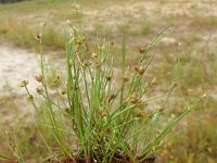 Juncus bulbosus 5, Knolrus, Saxifraga-Peter Meininger