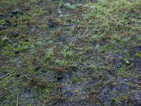 Juncus bulbosus 7, Knolrus, Saxifraga-Hans Boll