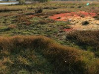 Juncus bulbosus 8, Knolrus, Saxifraga-Hans Boll