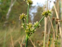 Juncus canadensis 1, Canadese rus, Saxifraga-Rutger Barendse