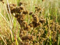 Juncus canadensis 10, Canadese rus, Saxifraga-Rutger Barendse