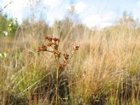 Juncus canadensis 12, Canadese rus, Saxifraga-Rutger Barendse