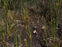 Juncus canadensis 2, Canadese rus, Saxifraga-Peter Meininger