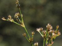 Juncus canadensis 3, Canadese rus, Saxifraga-Peter Meininger