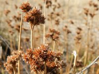 Juncus canadensis 4, Canadese rus, Saxifraga-Rutger Barendse