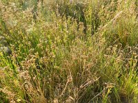 Juncus canadensis 5, Canadese rus, Saxifraga-Rutger Barendse