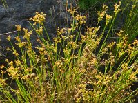 Juncus canadensis 6, Canadese rus, Saxifraga-Rutger Barendse