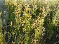 Juncus canadensis 7, Canadese rus, Saxifraga-Rutger Barendse