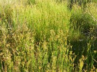 Juncus canadensis 8, Canadese rus, Saxifraga-Rutger Barendse