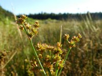 Juncus canadensis 9, Canadese rus, Saxifraga-Rutger Barendse