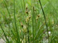 Juncus compressus 12, Platte rus, Saxifraga-Ed Stikvoort : Noorse ganzerik Bemmel