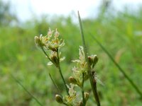 Juncus compressus 13, Platte rus, Saxifraga-Ed Stikvoort : Noorse ganzerik Bemmel