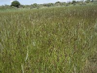 Juncus compressus 9, Platte rus, Saxifraga-Willem van Kruijsbergen