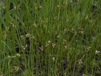 Juncus filiformis 1, Draadrus, Saxifraga-Willem van Kruijsbergen