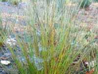 Juncus filiformis 10, Draadrus, Saxifraga-Rutger Barendse