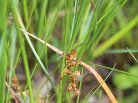 Juncus filiformis 12, Draadrus, Saxifraga-Rutger Barendse