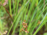 Juncus filiformis 13, Draadrus, Saxifraga-Rutger Barendse