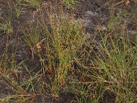 Juncus filiformis 14, Draadrus, Saxifraga-Hans Boll