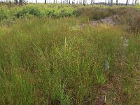 Juncus filiformis 15, Draadrus, Saxifraga-Hans Boll