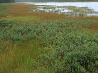 Juncus filiformis 16, Draadrus, Saxifraga-Hans Boll