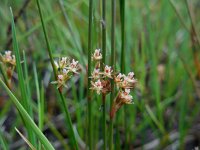 Juncus filiformis 17, Draadrus, Saxifraga-Ed Stikvoort