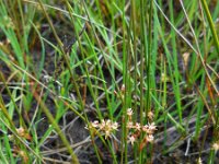 Juncus filiformis 18, Draadrus, Saxifraga-Ed Stikvoort