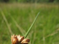 Juncus filiformis 2, Draadrus, Saxifraga-Rutger Barendse