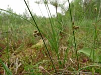 Juncus filiformis 20, Draadrus, Saxifraga-Hans Grotenhuis