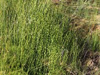 Juncus filiformis 3, Draadrus, Saxifraga-Peter Meininger