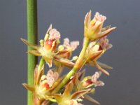 Juncus filiformis 4, Draadrus, Saxifraga-Peter Meininger