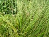 Juncus filiformis 5, Draadrus, Saxifraga-Rutger Barendse