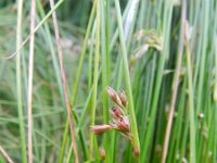 Juncus filiformis 6, Draadrus, Saxifraga-Rutger Barendse